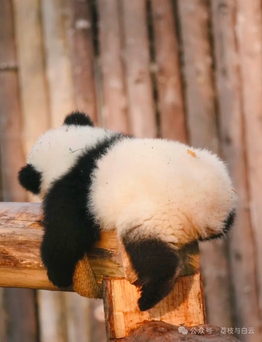 PeopleChina's tweet photo. 寝相が自由すぎるちびパンダたち。＃パンダあるある https://t.co/m86xKSPTfw