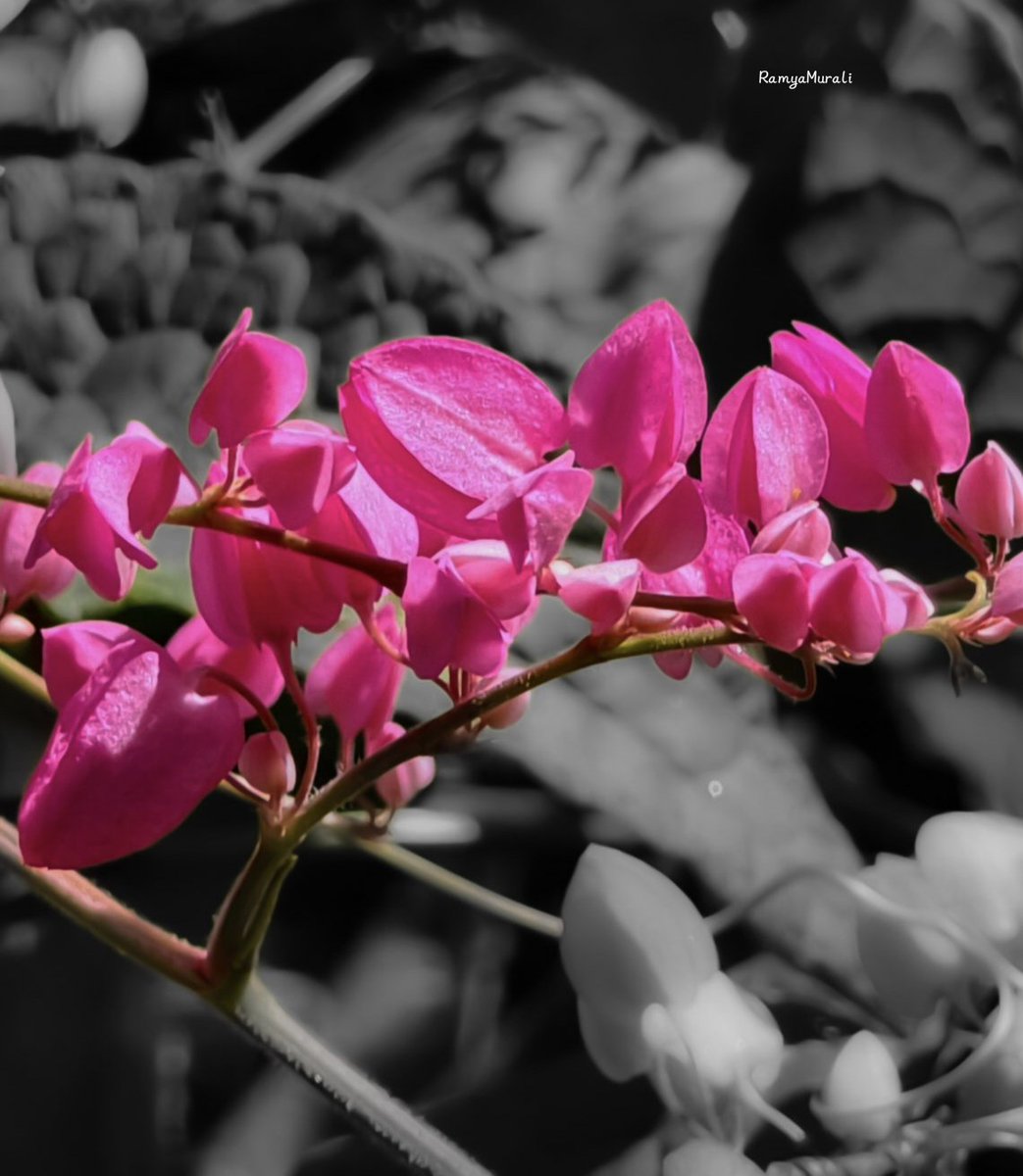 drramyamurali's tweet photo. Happy #FlowersOnFriday

Share your beauties 🌸🌸 https://t.co/Y2D5mwoPS6