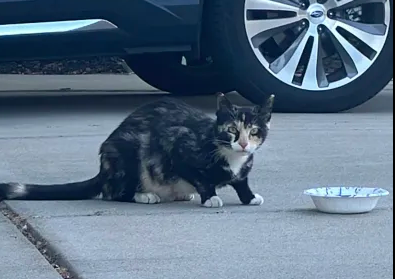 idott_'s tweet photo. just fed a bunch of cats feeling great https://t.co/0QRS6SiF8S
