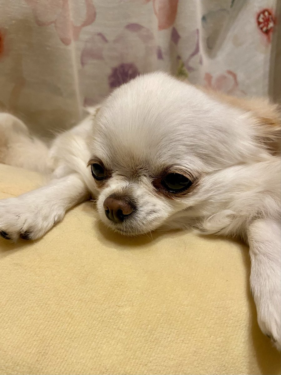 チワワ