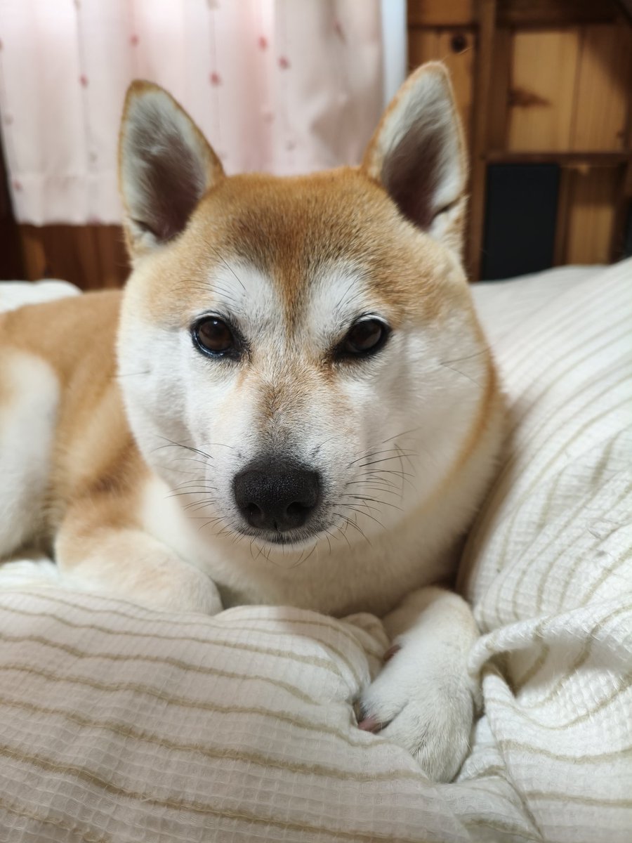 irda_jt's tweet photo. #柴犬 https://t.co/Qtp3xLQzv3