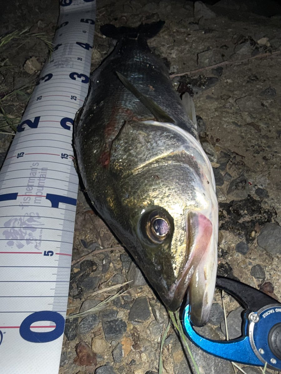 Seabass_Quest's tweet photo. しゃがまないとキャストもできない、小場所中の小場所でボイルを発見。一発勝負だったけど勝利🏅

#シーバス
#Daiwa
#クロスウェイク https://t.co/tpoDjSI8gl