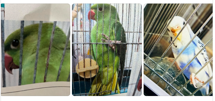 otyousan's tweet photo. ワカケホンセイが葛飾署、セキセイインコは代々木署で保護されています。
＃迷い鳥 ＃ワカケホンセイインコ保護 ＃セキセイインコ保護 ＃東京 ＃葛飾 ＃代々木 ＃ワカケホンセイインコ迷子 ＃セキセイインコ迷子
https://t.co/bGSsjRYNI7 https://t.co/GOZtQ6YhBW