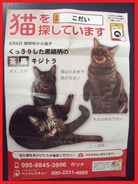 waga8864kana's tweet photo. #犬や猫を愛する多くのXユーザーの情報拡散を求む

#迷いキジトラ猫のこだい

#令和8年6月6日

#横浜市港北区師岡町

#似ている子の面倒を見ている方は早急なご連絡を https://t.co/EwhVm2jNni