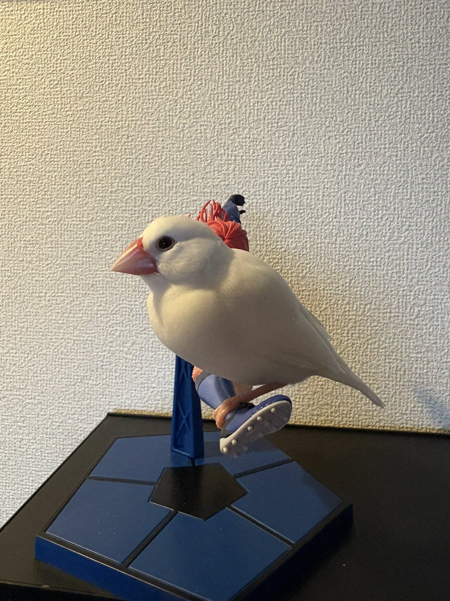 Chelseaflower06's tweet photo. 飼い主の推しのフィギュアは止まり木じゃないです🥺 https://t.co/Yhh7ULObBV