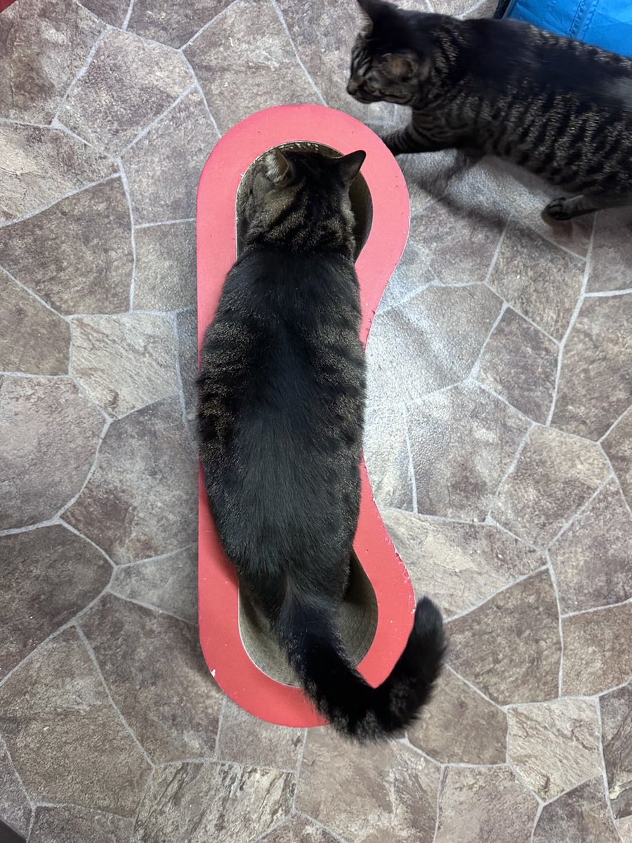ckt_neko's tweet photo. 爪研ぎの置き方を変えると必ず隙間に入るもつ鍋くん。

＃猫好き https://t.co/QMvhxja7UQ