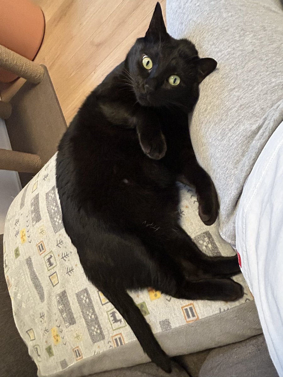 黒猫ロンとサビ猫ラムとお母さん tweet media