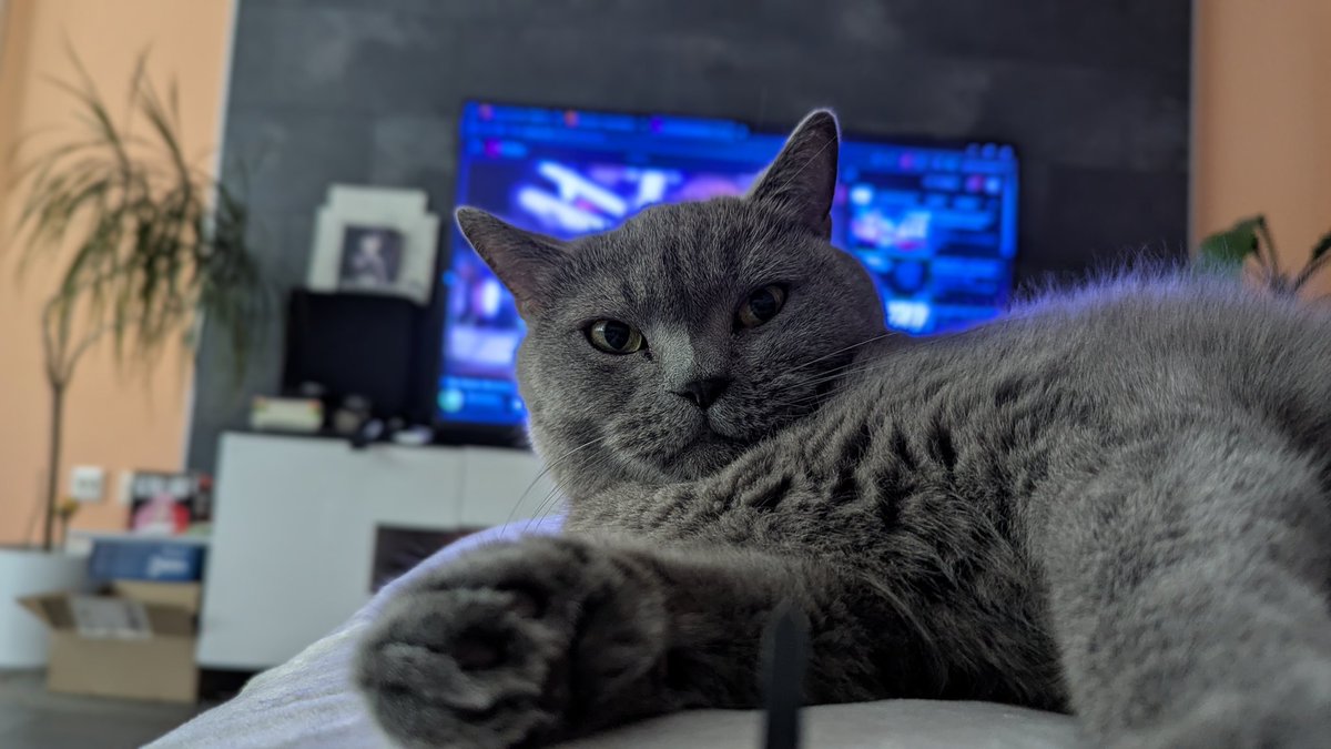 chris_heilinger's tweet photo. "The weekend is already so close — maybe I’ll actually get up today." 😹😺🐾🐈‍⬛

Have a pleasant and relaxing Friday, X friends! 😊☕🐈‍⬛🐾😺

#cat #catslife #Kiro #KiroTheCat https://t.co/MHEnXYx5o3