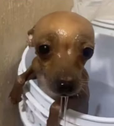 miawithapen's tweet photo. acabo de ducharme x 1ra vez en el depto y me di cuenta q me olvide el peine (me estoy mudando de a poquito) así que me estoy desenradando el pelo con un TENEDOR https://t.co/ZKRMqZ4dIa