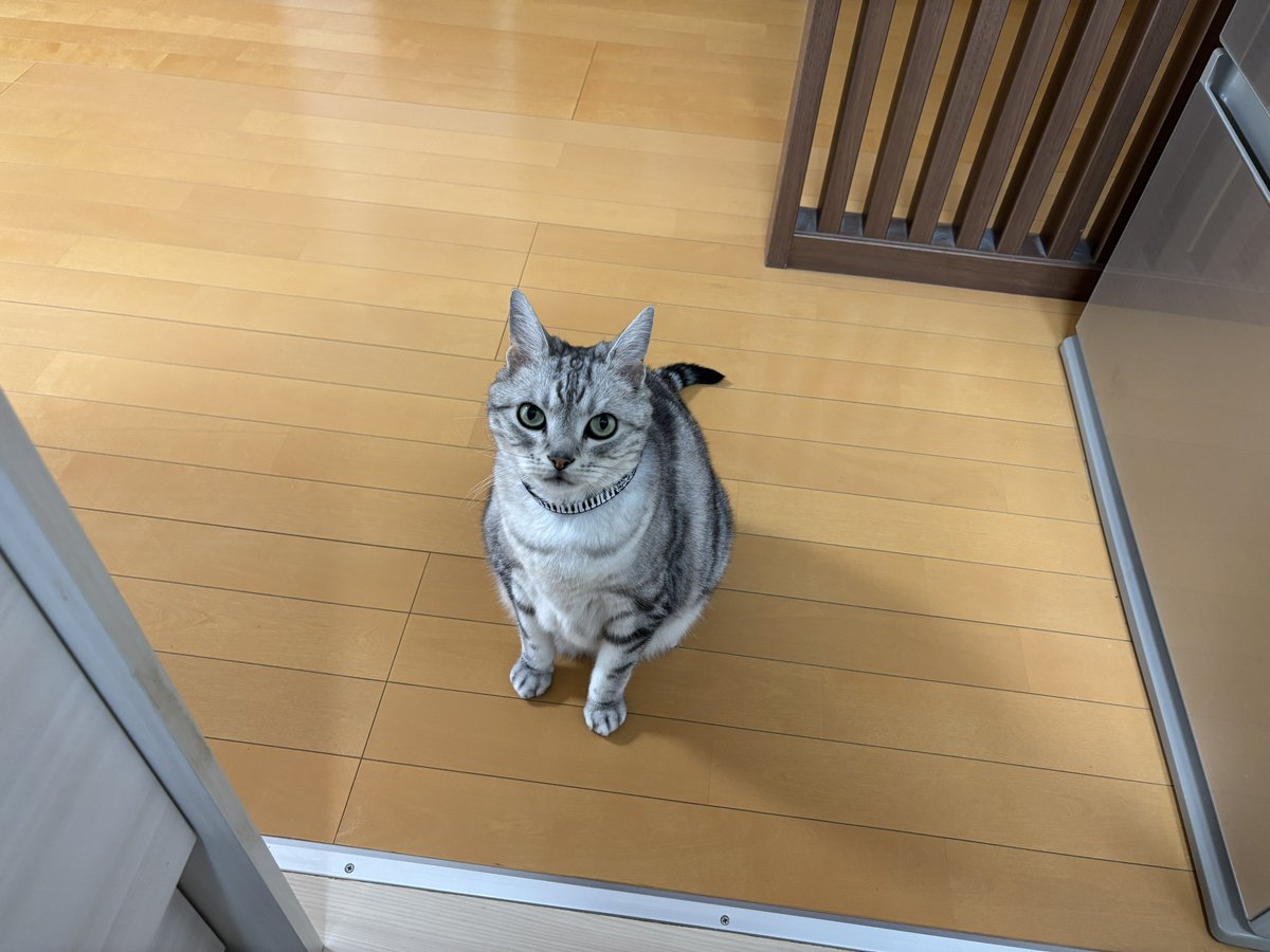 mifuyu_916's tweet photo. 違う、わたしが揺らしたんじゃないって https://t.co/Z2Rqnlo7jc
