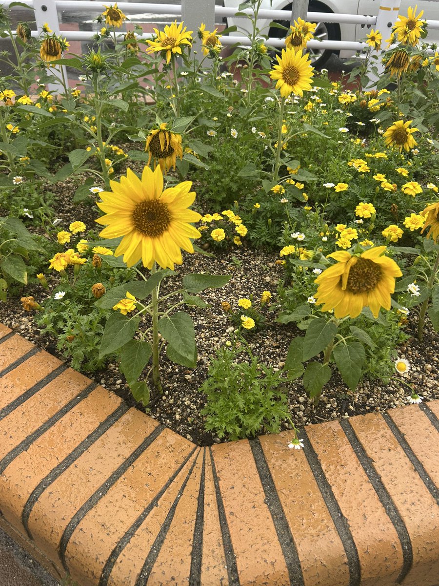DepkRr's tweet photo. ダブル台風🌀🌀接近中

雨☔️いっぱい金曜日🚶☂️

今夜も無事帰れますよう

ぼちぼち頑張ろう✊の心です

#イマソラ
#イマクモ
#イマカワ
#イマハナ
#ちっちゃな橋
#頑張ろう✊ https://t.co/leYIZJlmzN