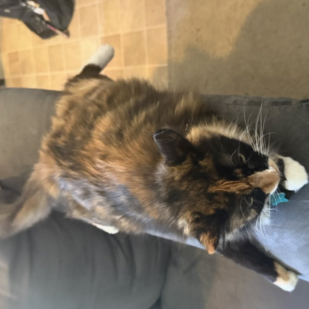 kwusteeze's tweet photo. HAPPY LATE STAY SELCA DAY IVE BEEN LOOKING CHOPPED RECENTLY HERES MY CAT FLUFFY BECAUSE SHE LIKES LEE KNOW #STRAYKIDS #STAYSELCADAY #SSD #CAT #SOONIE #SKZ #LEEKNOWCAT https://t.co/n80r7mHb0H
