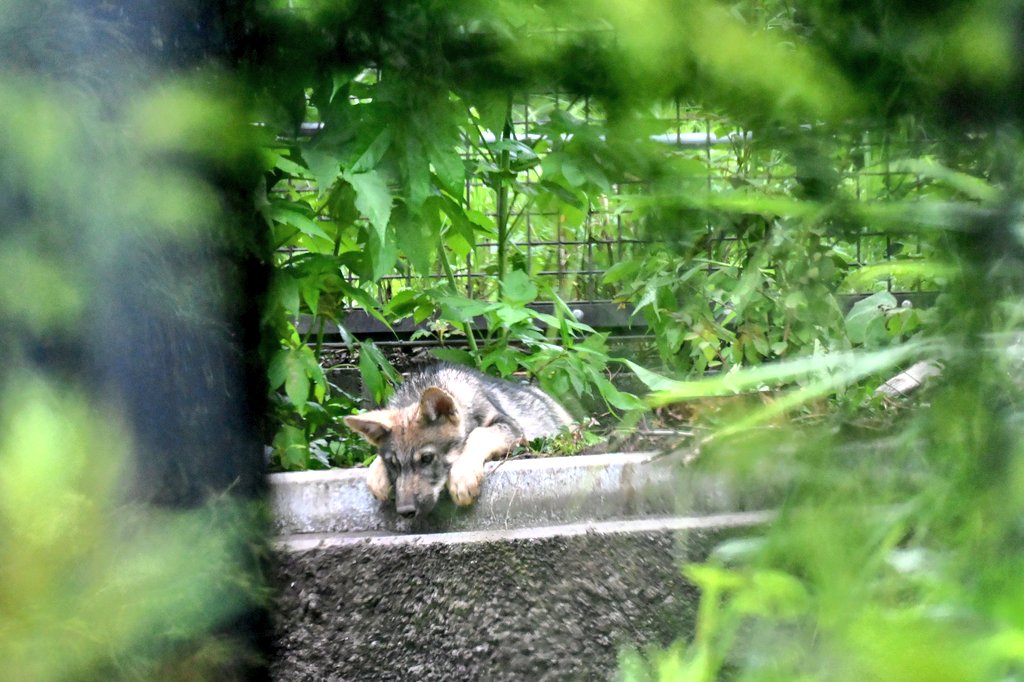 tamazoowalking's tweet photo. 雨酷くなる前に見えたお子。
📷️2026.6.26
#多摩動物公園 #タイリクオオカミ https://t.co/Ofzl5LVszO