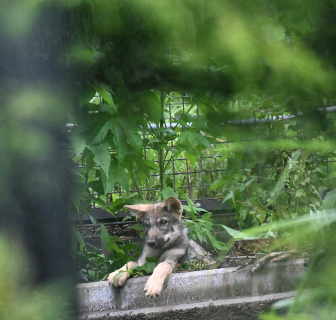 tamazoowalking's tweet photo. 雨酷くなる前に見えたお子。
📷️2026.6.26
#多摩動物公園 #タイリクオオカミ https://t.co/Ofzl5LVszO