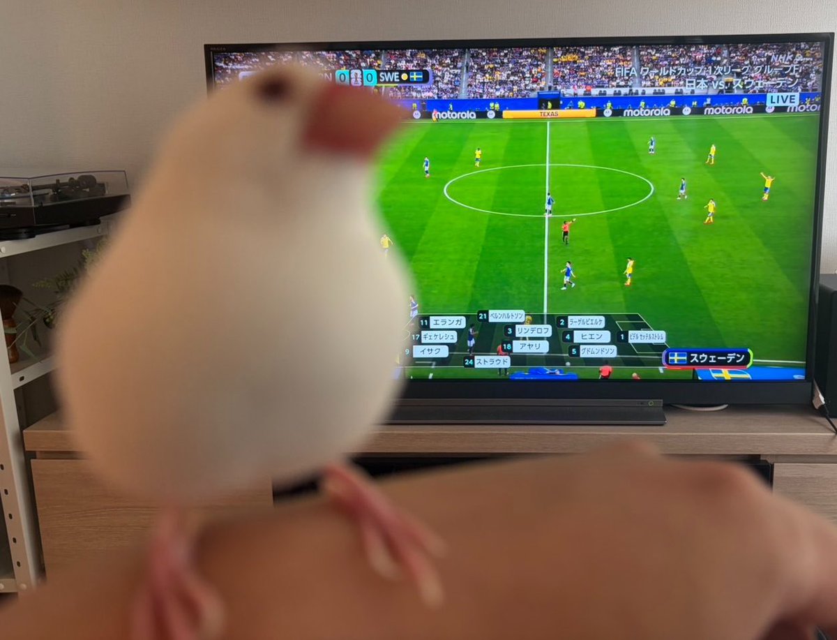 mooochob3's tweet photo. だんなとサッカー見てたらしいブンチョ https://t.co/KeHTnMqA2H