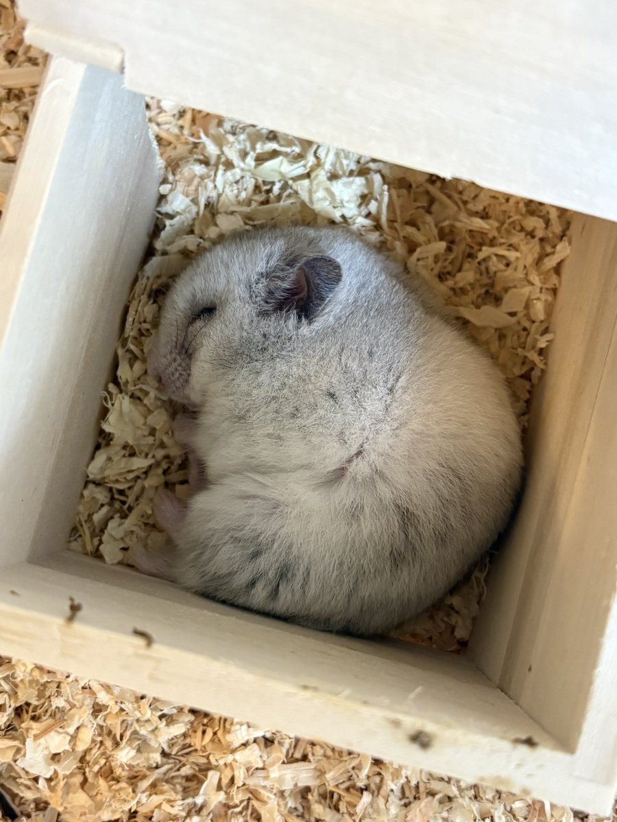 tyamham_ham's tweet photo. 寝てる姿が可愛くてクマのぬいぐるみを持たせてみました
#ChatGPT https://t.co/jA9DC5BdIz