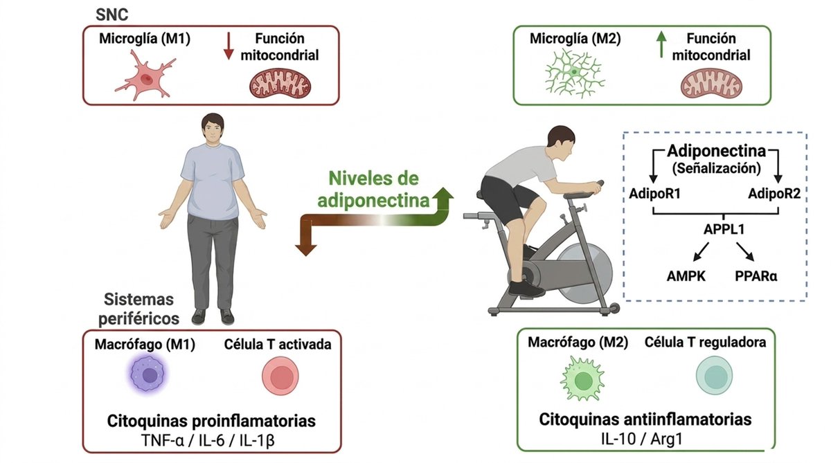 ChicharroJL's tweet photo. ¿PUEDE UNA HORMONA DE LA GRASA PROTEGER EL CEREBRO Y REDUCIR LA INFLAMACIÓN?
La adiponectina, producida principalmente por el tejido adiposo, es mucho más que una molécula relacionada con el metabolismo.
La evidencia actual muestra que participa en:
• control de la inflamación
• sensibilidad a la insulina
• protección vascular
• salud cerebral
Sus niveles disminuyen con obesidad y envejecimiento.
Y el ejercicio puede aumentarlos.
¿Parte de los beneficios del ejercicio sobre el cerebro dependen de esta molécula?
Nuevo artículo →https://t.co/yeA1VmAiye
https://t.co/ghlyA0rsYU