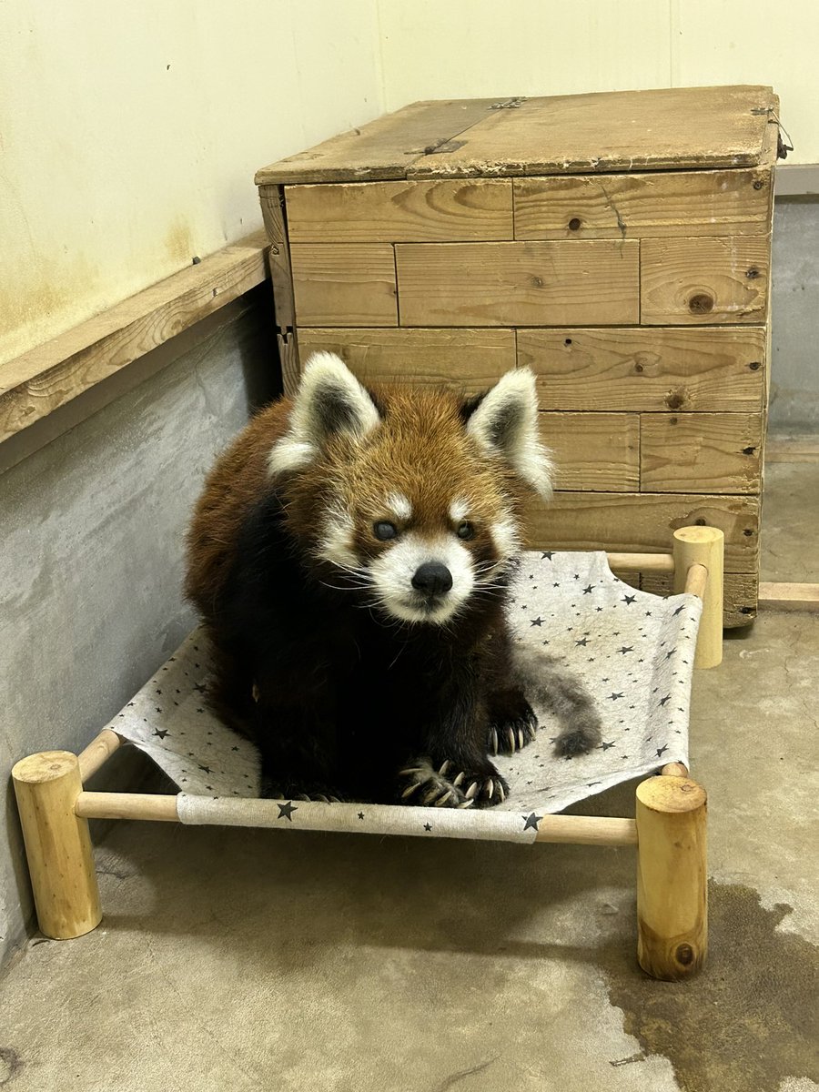 ChibaZoo's tweet photo. ガイド前ではありますが、このあと降雨の予報となっておりますので、風太は収容させていただきます。ご了承ください。（飼1）
#千葉市動物公園
#レッサーパンダ
#風太 https://t.co/5Ws4Hbk5yO