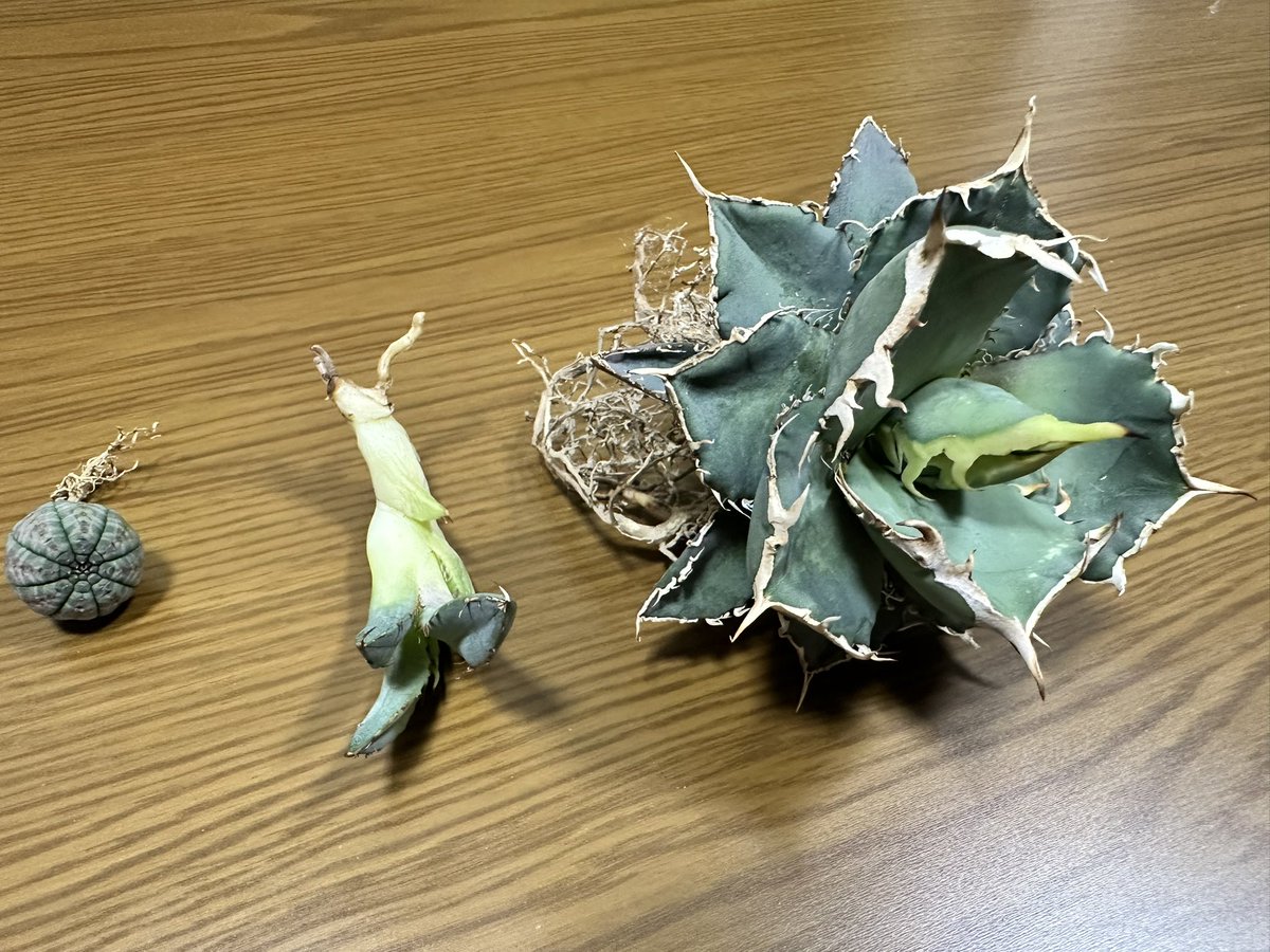 rock_caudex's tweet photo. tomo_natureさんから譲ってもらったアガベ
黒鯨  烈焔  おまけで可愛いオベサを！
オベサは彼女が可愛いー！とか叫びながらドナドナして行ったんで手元にはもう無いけど https://t.co/LxNv6hGXoo