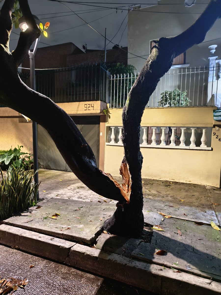 icaro_nomada's tweet photo. @Bomberos_CDMX @TlalpanAl @JefeVulcanoCova Solicitamos ayuda para atender este árbol en la Col. Del Valle, hace unos minutos se partió. Calle Heriberto Frías frente al 924, cerca de DivNte. https://t.co/sJ8uw07QYa
