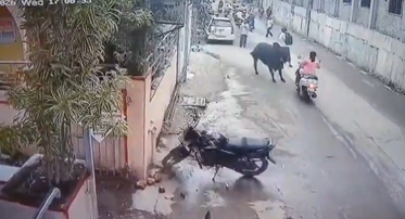 ag_Journalist's tweet photo. #BREAKING : A woman riding a two-wheeler was seriously injured after a stray bull charged into her in Nashik, throwing her onto the road. She reportedly lost consciousness and was rushed to a nearby hospital, where she is undergoing treatment. 

#Nashik #नासिक #BreakingNews #RoadSafety #StrayCattle #BullAttack #Maharashtra #Accident #IndiaNews #StaySafe
