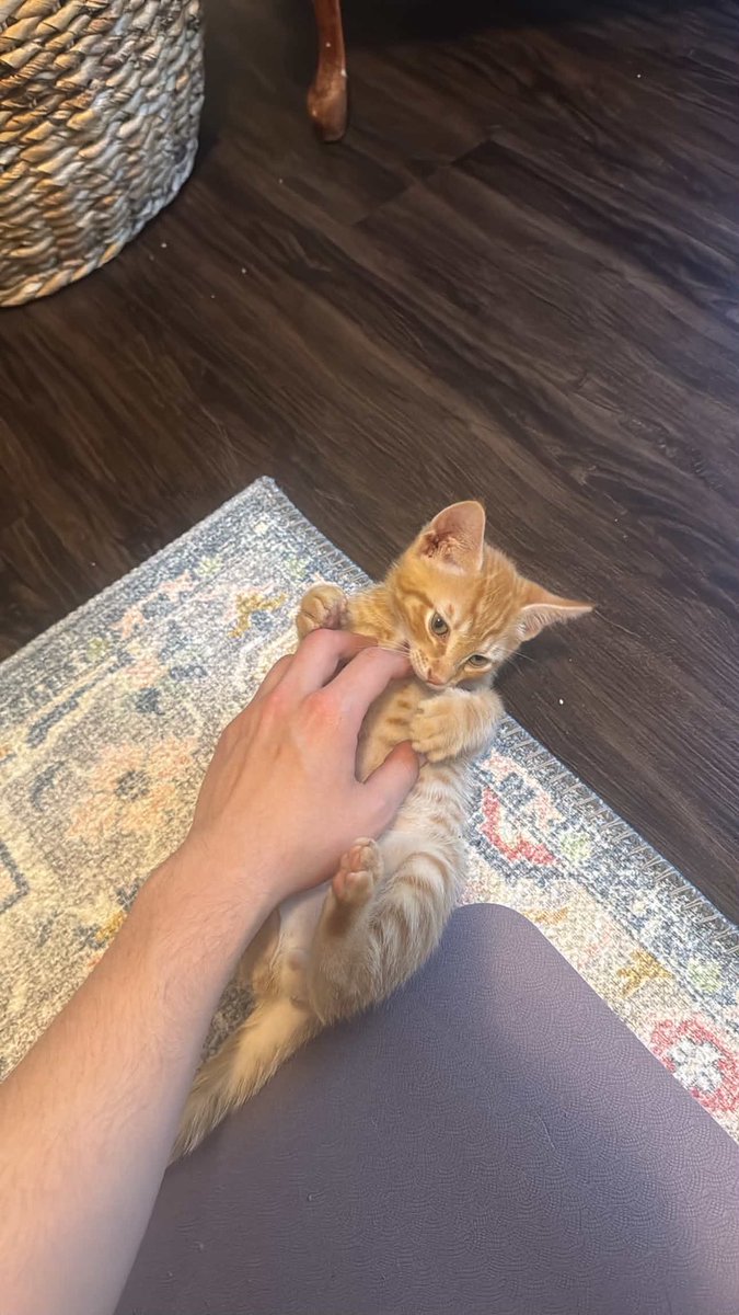abraxas_ow's tweet photo. Got a new little guy today 🥹 https://t.co/5vN0Zenguz