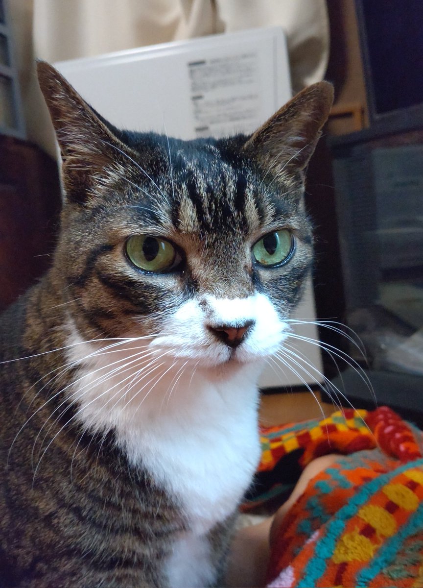 myasiro888's tweet photo. 今日のにゃんこ😺

ご主人が無事帰ってきました✋
アリゾナ付… https://t.co/C99qpvKsRx