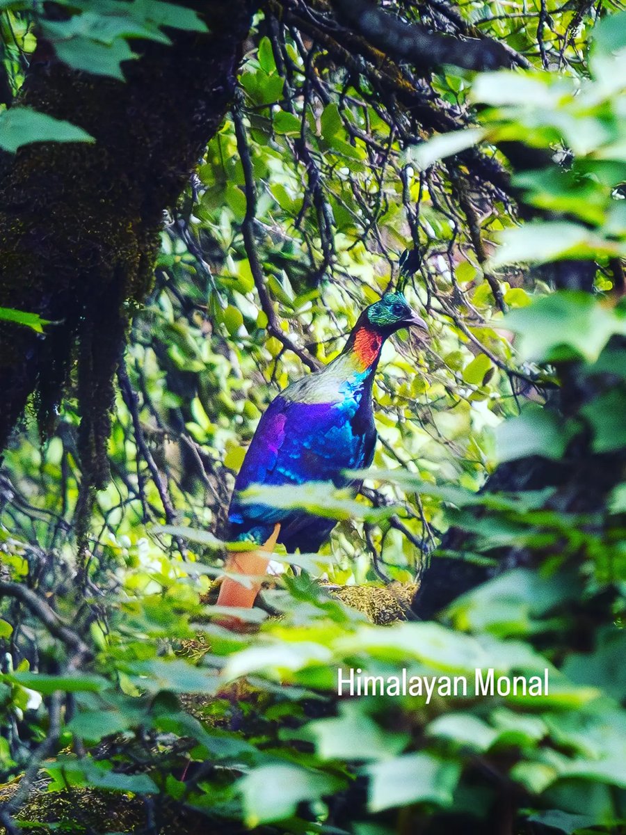 ib_ifs's tweet photo. June is flowerful in GHNP - wild blooms on the trail, birds in the forest,  and Himalayan peace holding all together.
#GHNP #GreatHimalayanNationalPark #HimalayanBiodiversity #BirdsOfIndia #Wildflowers #HimachalPradesh #IndianForestOfficial https://t.co/qzoah4ptFN