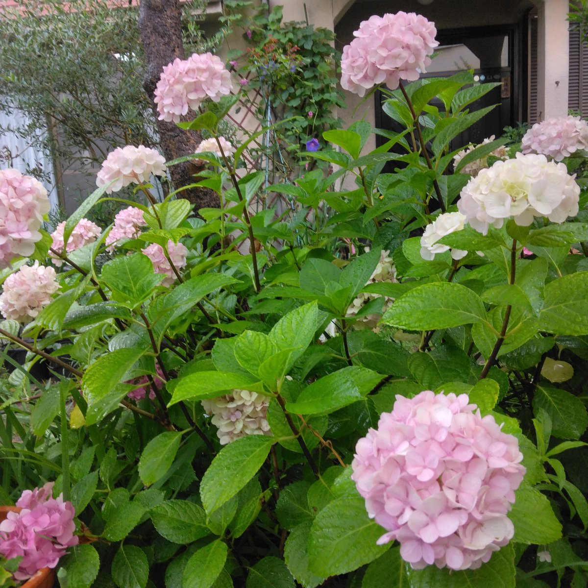 R3dVtg2's tweet photo. #はなラジ　 白井さん、スタッフの皆様こんにちは。雨がよく降りますね。先週は、アシナガバチ騒ぎで、冷『汗』ものでした。今週は何とか落ち着きました。痛かったけど…😂「蜂激取れ」を仕掛けて蜂対策をしました。🐝🐝 https://t.co/dXC6MGhTFZ