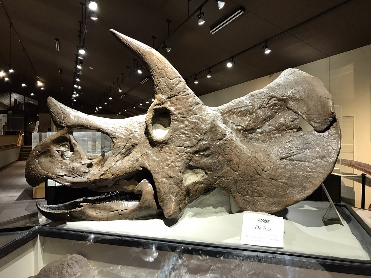 Barrerasaurus's tweet photo. @CrestedThunder I am unaware of published skin impressions from the frill… I have seen people explain these rugosities as anchors for large scales, though I am not particularly convinced by those… https://t.co/0LfDJwIwQq