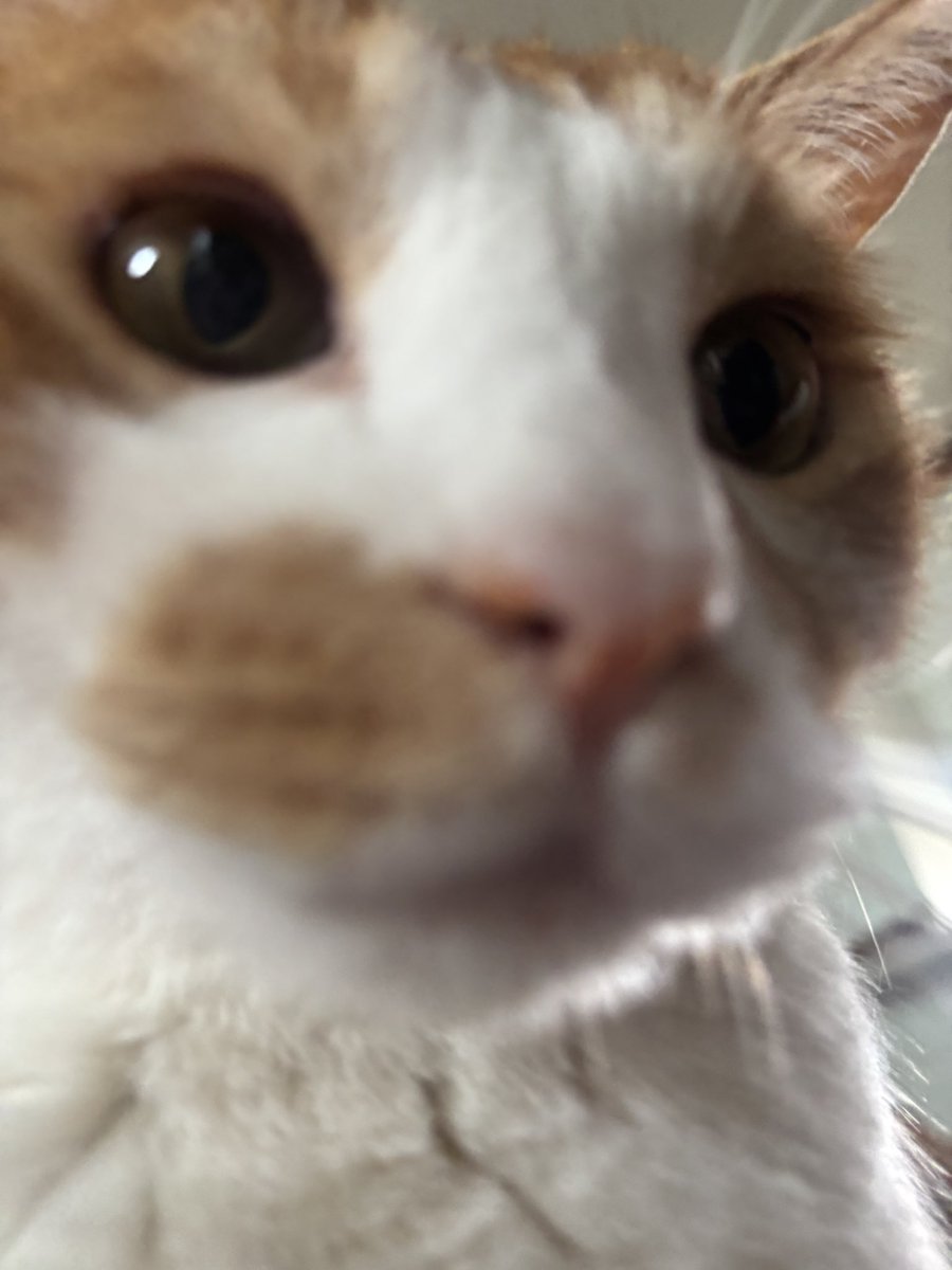 meringuecat's tweet photo. 가까이 볼수록 귀염따. https://t.co/ryqdTzTNrq