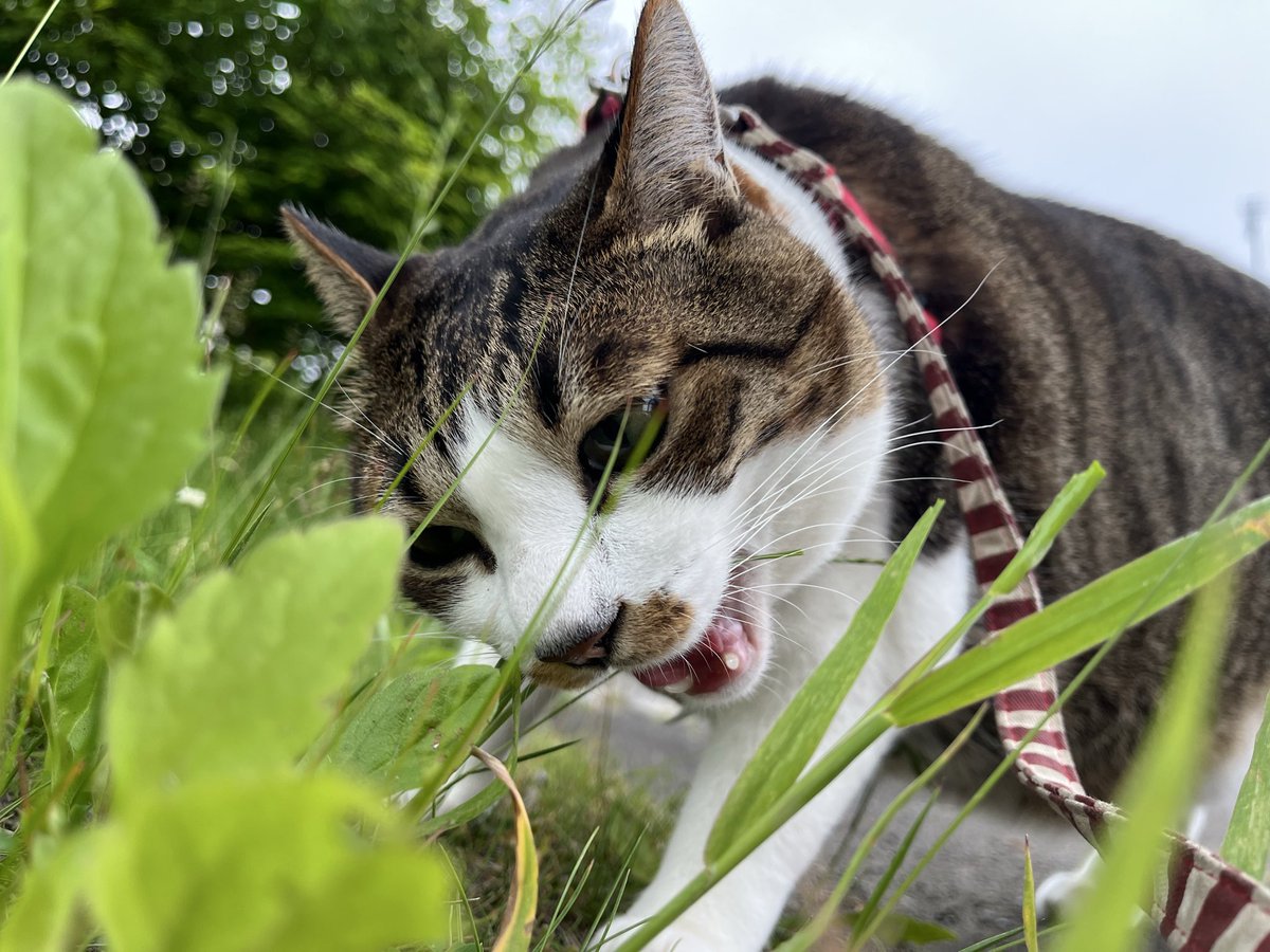 morimugi1027's tweet photo. 仕事早めに切り上げて
午後から
お散歩🐈
雨降らなくてよかった
#猫　#猫好き　#お散歩 https://t.co/oU1NdxLhVN