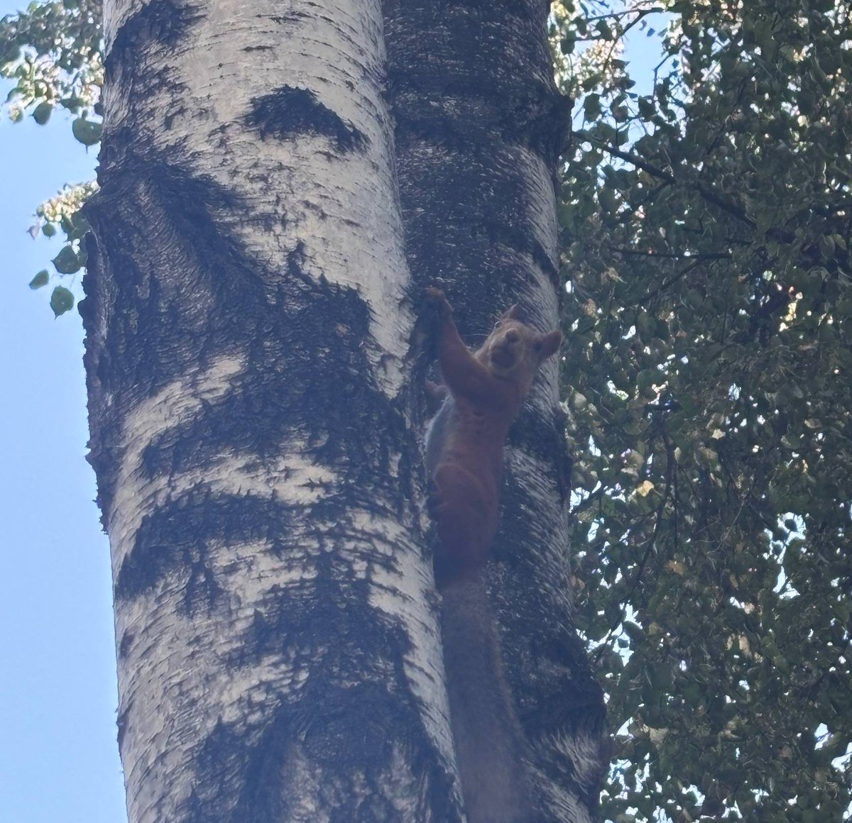 KentDumb's tweet photo. #squirrel #sóc #σκίουρος #סנאי #松鼠 #Eichhörnchen  #belka #กระรอก #белочка #осень https://t.co/V0HopW0GJx