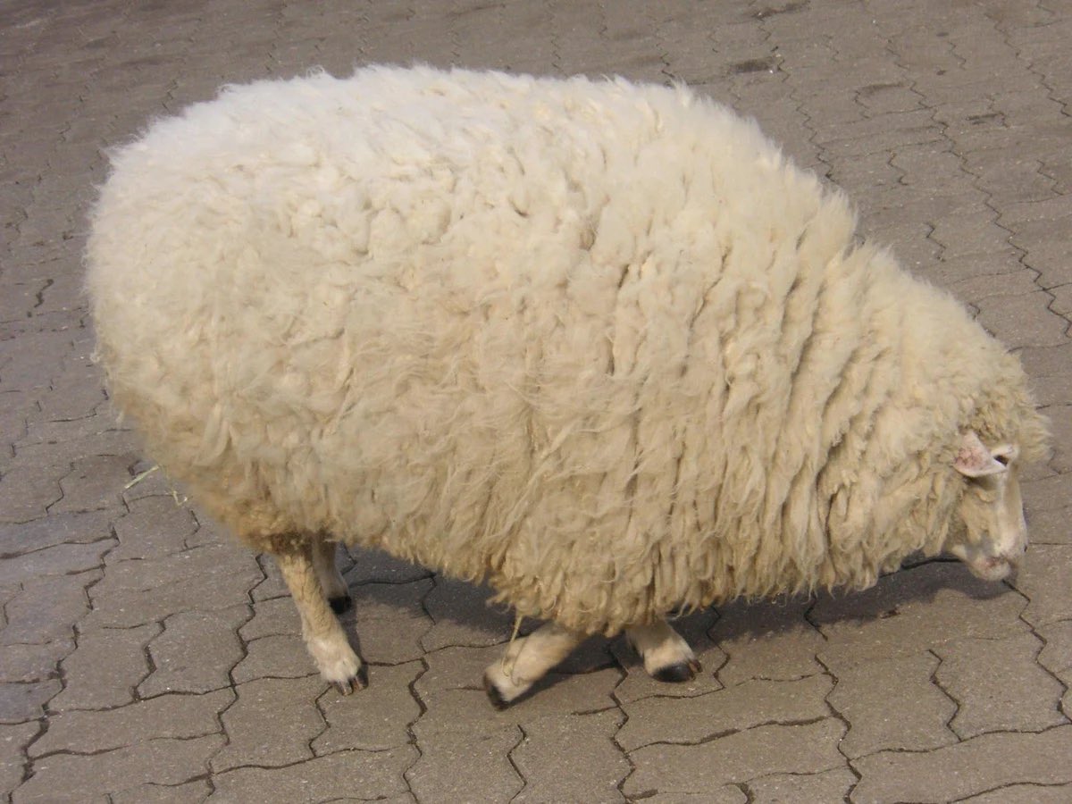 thefarmersheep's tweet photo. am I fat or just need shearing https://t.co/Rz6hmmFJgY