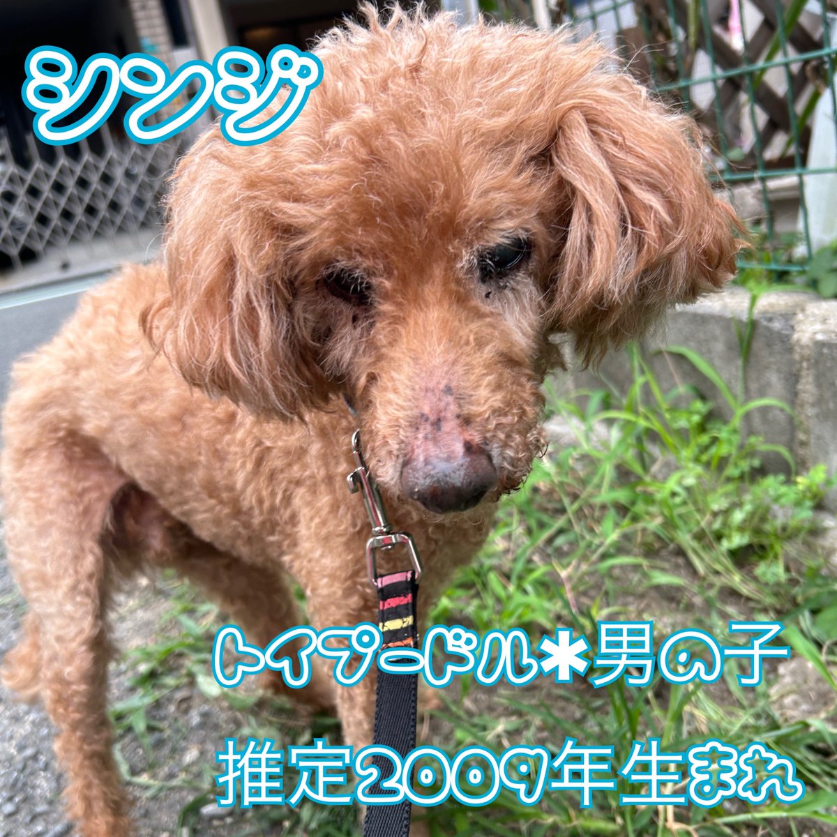 Pet_lovefive's tweet photo. #ラブファイブ里親募集中 
スタイルがいいシンジくん！
足が長くてモデルさんみたい！✨
長い足でよく歩きたまに走ります！🙌
急に走り出すのでびっくりしますが元気だな〜と関心！🥰
頭や顎をヨシヨシされるのが大好き！💖
シンジくんと沢山お散歩に行ってくれるお家がみつかりますように🍀 https://t.co/euBaeBzqzK