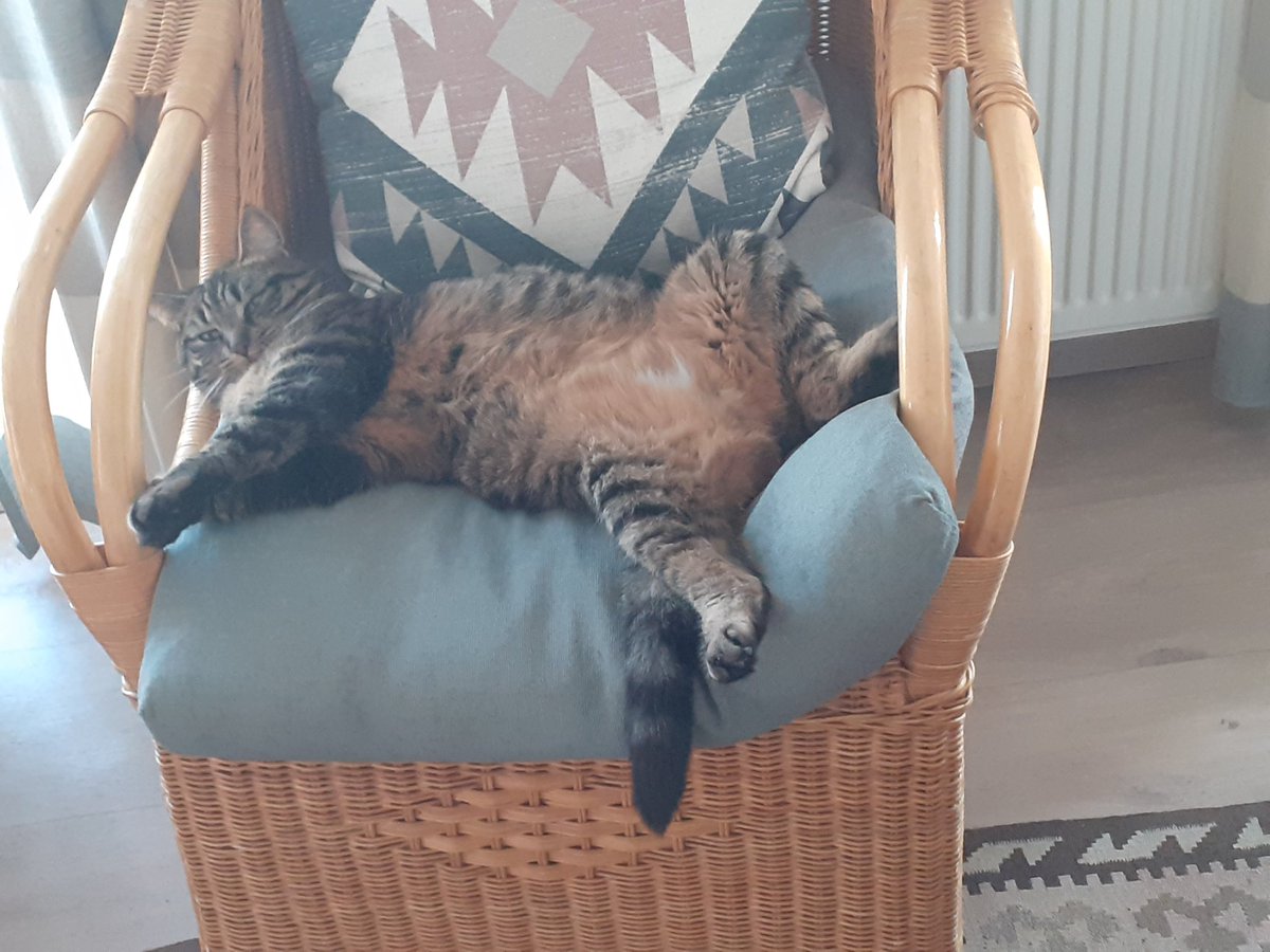 Rzuid70's tweet photo. @Charlot2409 @aves1962 Goedemorgen Charlotte. Al 3 keer gedaan vandaag, genieten. Is gelukt. Ga de knuffeltjes met veel plezier overbrengen aan #Reusje 🥰🐈 Katten zijn gewoonlijk dol op warmte, maar deze temperaturen zijn ook voor haar niet fijn. Hou je taai en maak er toch een mooie dag van.🤗 https://t.co/h0paZG9SPv