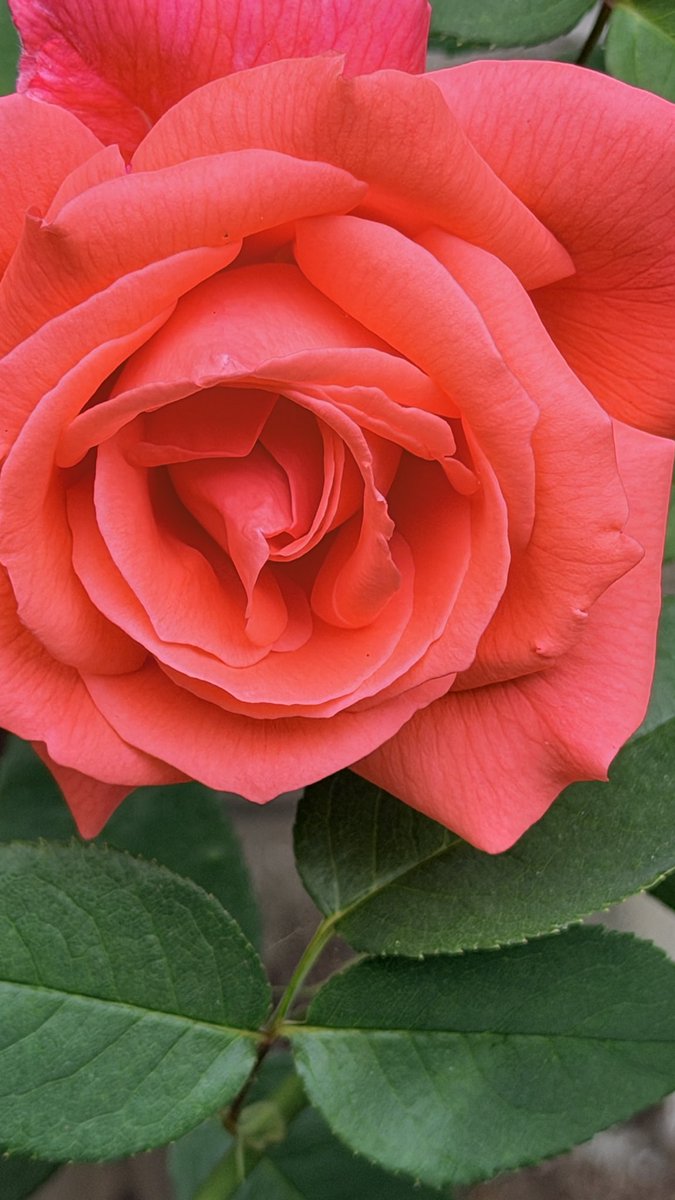 lorene1voice tweet picture