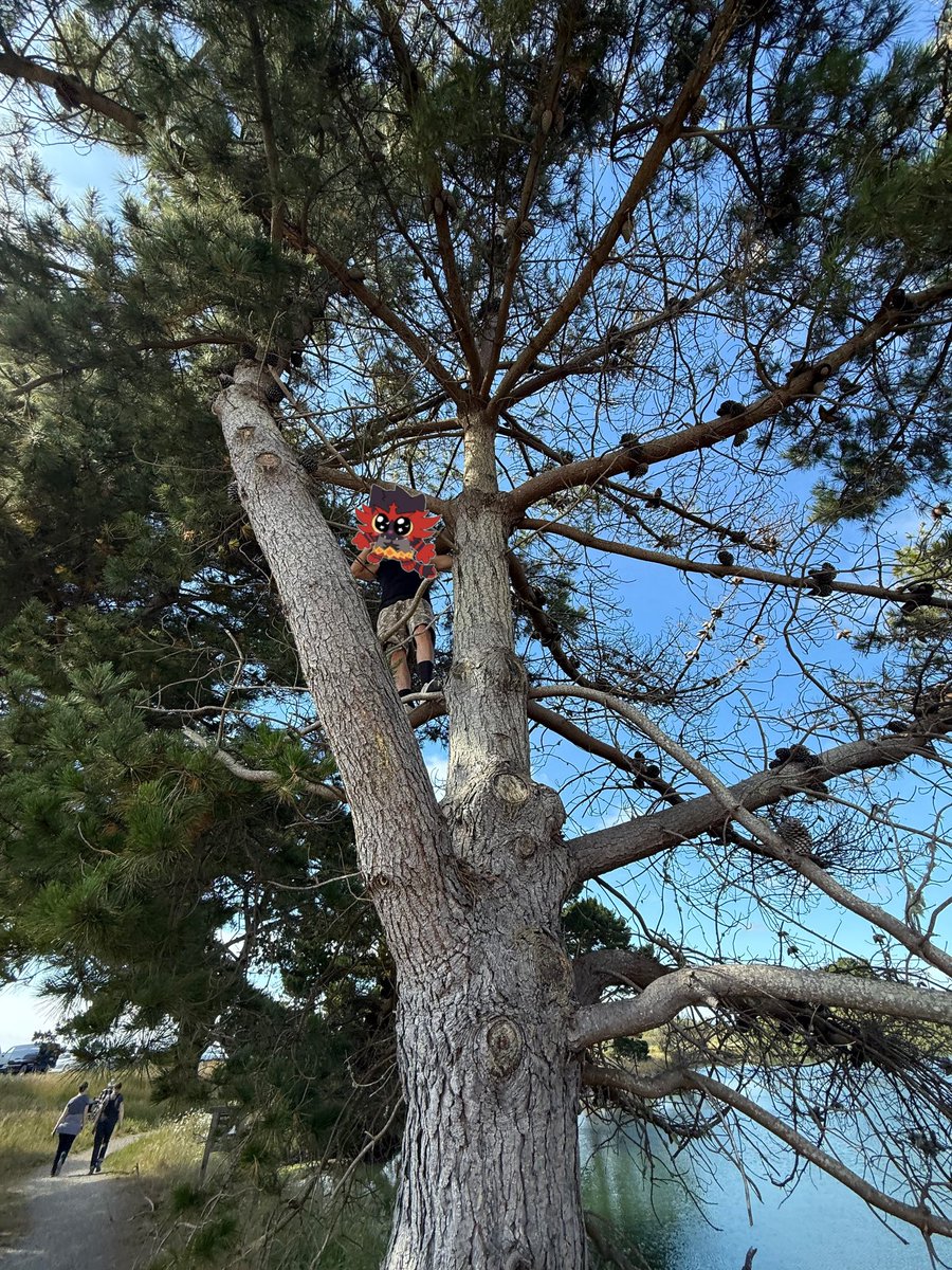 ramenbrothh's tweet photo. My cat is stuck in the tree https://t.co/obySBMuZip