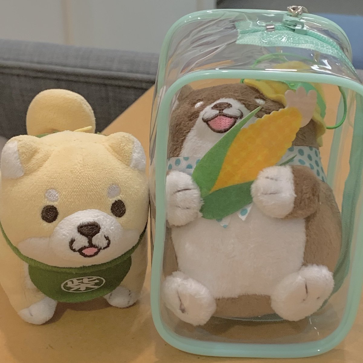 FujitamaFMD's tweet photo. もちしばちゃんが入るケースを探してますが、なかなか見つからないんですよねー(ﾟoﾟ;;

トロ可愛く入りました😊♪ https://t.co/2UZRezi84N