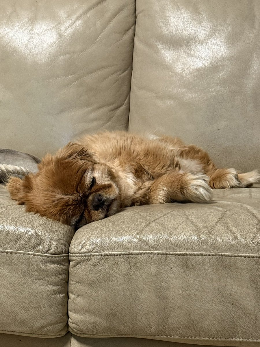 bebiekwispel's tweet photo. so tired from the heat 🥺 https://t.co/YJg87FiFII