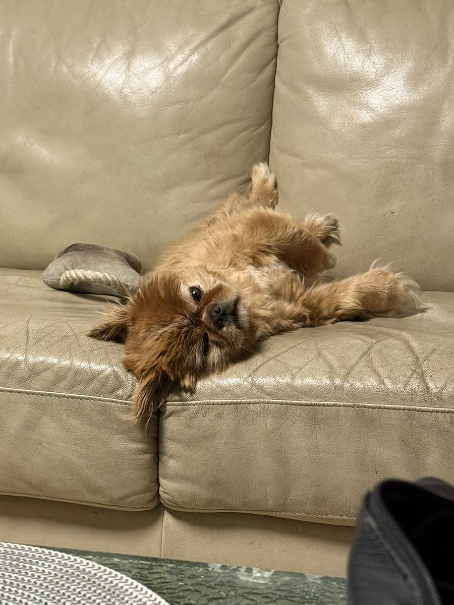 bebiekwispel's tweet photo. so tired from the heat 🥺 https://t.co/YJg87FiFII