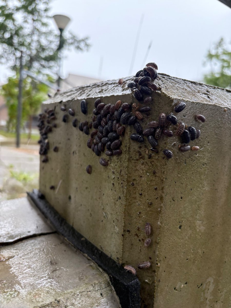 Kuwako_772's tweet photo. 九州雑草が刈られたせいで雨を凌げなくなったダンゴムシが辛うじて雨の当たらない場所にあり得ない密度で息を潜めている大学 https://t.co/2cjGZui5LY