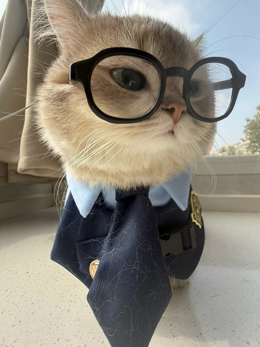 asdfghjklxne's tweet photo. ≽^•⩊•^≼ cat tthi ⋆˚🐾˖° https://t.co/nMJs90q1Ea