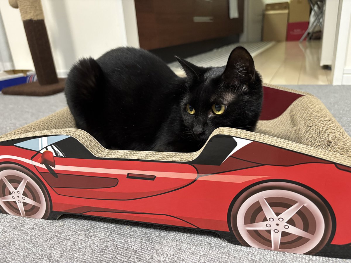 ksononair's tweet photo. 🚗の上が定位置になりました🐈‍⬛ https://t.co/054vs6itzx