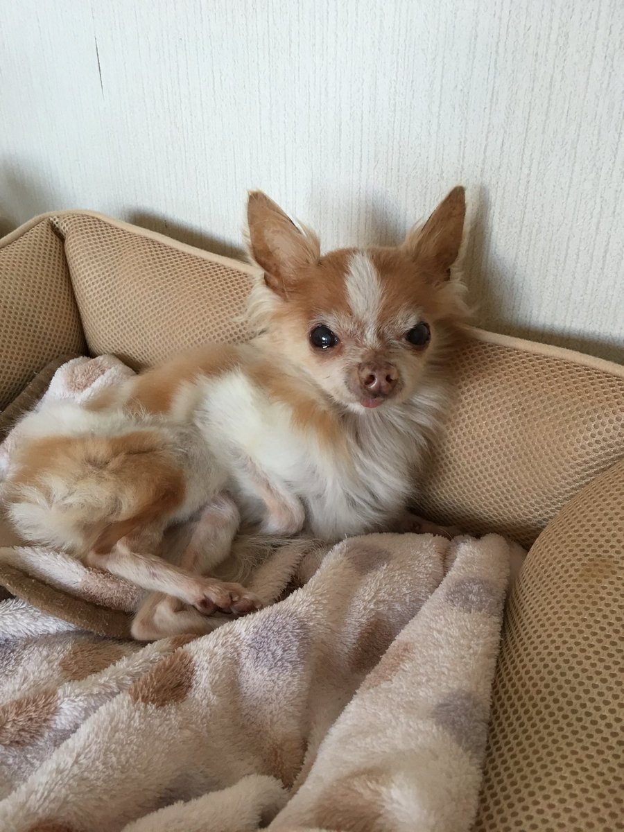 Ha2yHa2y's tweet photo. りんの命日…7年が経った…胸がつまるような思いは、消えないよ https://t.co/jx30FkSmVl