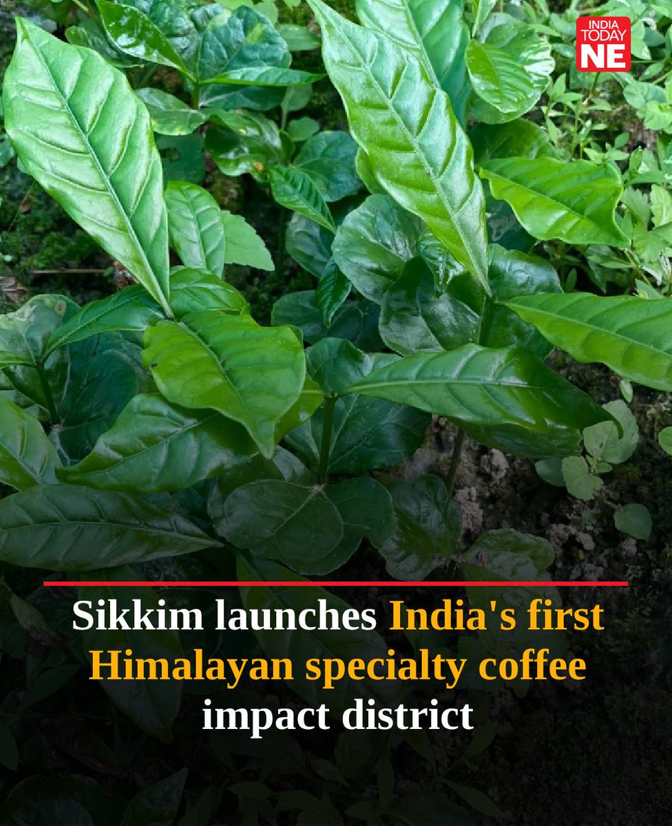 IndiaTodayNE's tweet photo. #Sikkim has launched India's first Himalayan Specialty #Coffee Impact District in North Sikkim under a landmark public-private partnership aimed at developing a globally competitive specialty coffee industry while strengthening the state's internationally recognised organic farming brand.

The initiative was inaugurated on June 24 at the KVK Hall in Mangan by Sikkim's Minister for Forest, Environment and Wildlife and Dzongu MLA, Pintso Namgyal Lepcha. The programme brings together the Department of Horticulture, Government of Sikkim, California-based AgrImpact Ventures, its Indian affiliate SocioLadder Group, and the Coffee Board of India.

https://t.co/KhLw8X5ynK