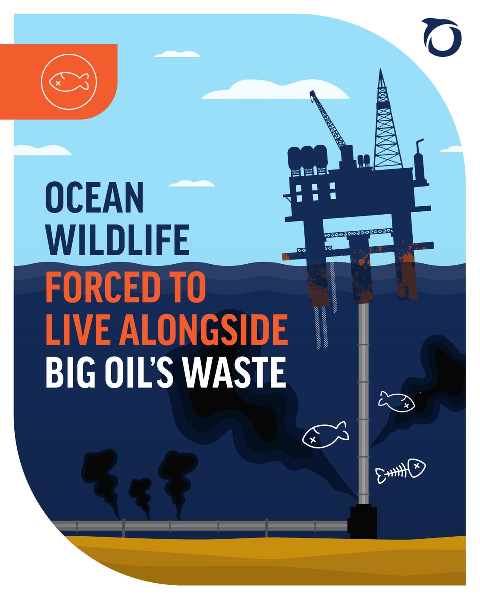 OceanaUK's tweet photo. Puffins. Porpoises. Whales. 🪶🐬🐋
 
They all depend on healthy marine habitats
 
But ageing oil &amp; gas infrastructure continues to scar the seabed &amp; threaten ocean wildlife
 
Our seas deserve better.
 
✊ Act now to help us end new oil &amp; gas for good: https://t.co/6qEioIGobc https://t.co/Acsxuqppw7