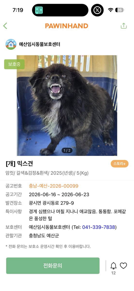 findmypaw's tweet photo. 호피 무늬 단비
포획시 경계 심했지만 바로 애교많아졌대요
귀엽 ㅋㅋㅋ쪼끄만게 ㅠㅠ 얼마나 무서웠을지

신중한 입양 문의 부탁합니다.
충남 예산시보호소 041-339-7938 https://t.co/Fg1F0nipUC