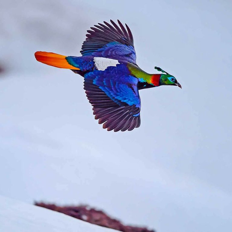 AMAZlNGNATURE's tweet photo. The dazzling Himalayan monal in flight

With its iridescent rainbow feathers, the Himalayan monal is one of the world's most spectacular pheasants. Native to the Himalayas, it is also Nepal's national bird and thrives at elevations of up to 4,500 metres (14,800 feet) https://t.co/l3XCvEBVgj