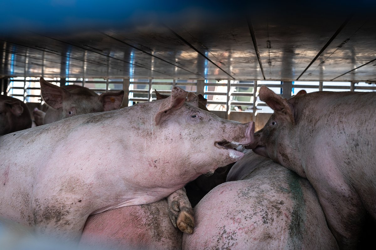 FBB_Officiel's tweet photo. 🚨 Alerte fortes chaleurs !

☀ Les températures de cette semaine dépassent les 35°C sur le territoire français. Les camions et les bateaux transportant des animaux sont devenus de véritables fournaises !

🚚 La réglementation interdit de transporter des animaux sur de longues distances dès lors que le thermomètre affiche plus de 30°C.
Pourtant chaque année, malgré les alertes des ONG de protection animale, les services administratifs continuent d’autoriser les départs de camions et de bateaux malgré les chaleurs extrêmes, mettant les animaux en grande détresse…
Ces normes sont obsolètes compte tenu des changements climatiques en cours et à venir. Depuis plusieurs mois déjà, la FBB participe à un gros travail de révision au niveau européen afin de protéger pour de bon les animaux de ces conditions épouvantables.

👉 La Fondation Brigitte Bardot appelle les autorités à enfin respecter la réglementation et à ne pas autoriser de départs d'animaux dès aujourd’hui et pour les jours à venir !